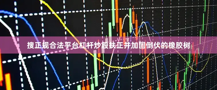 搜正规合法平台杠杆炒股扶正并加固倒伏的橡胶树